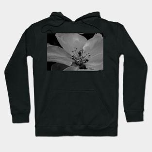 Apple blossom in black and white. Hoodie